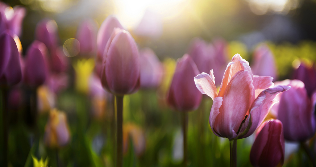 It’s About Bloom, Not Balance
