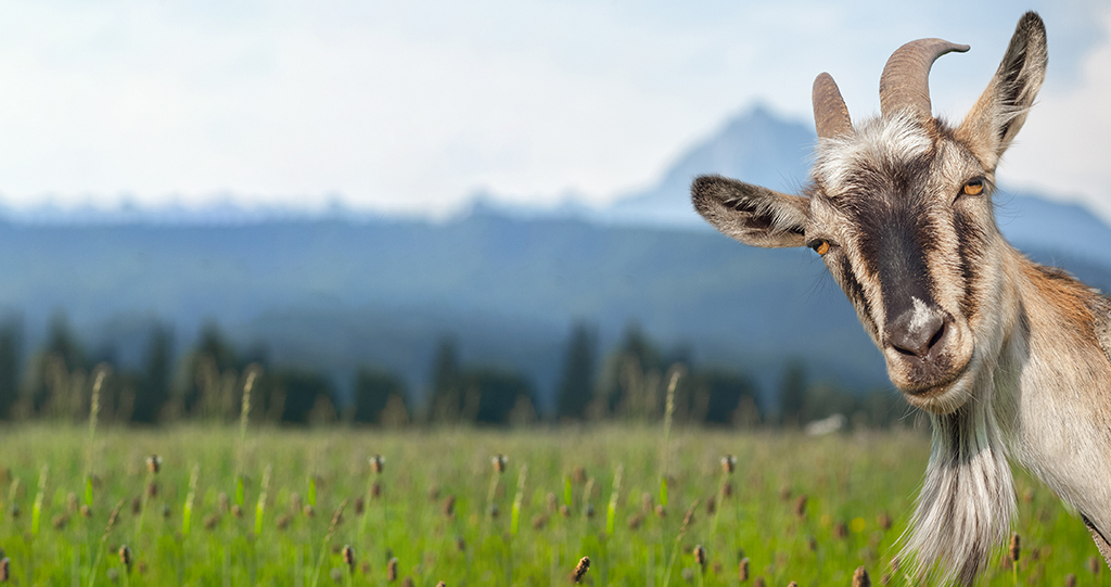 Hide Your Goat – How To Stay Positive When Negativity Surrounds You